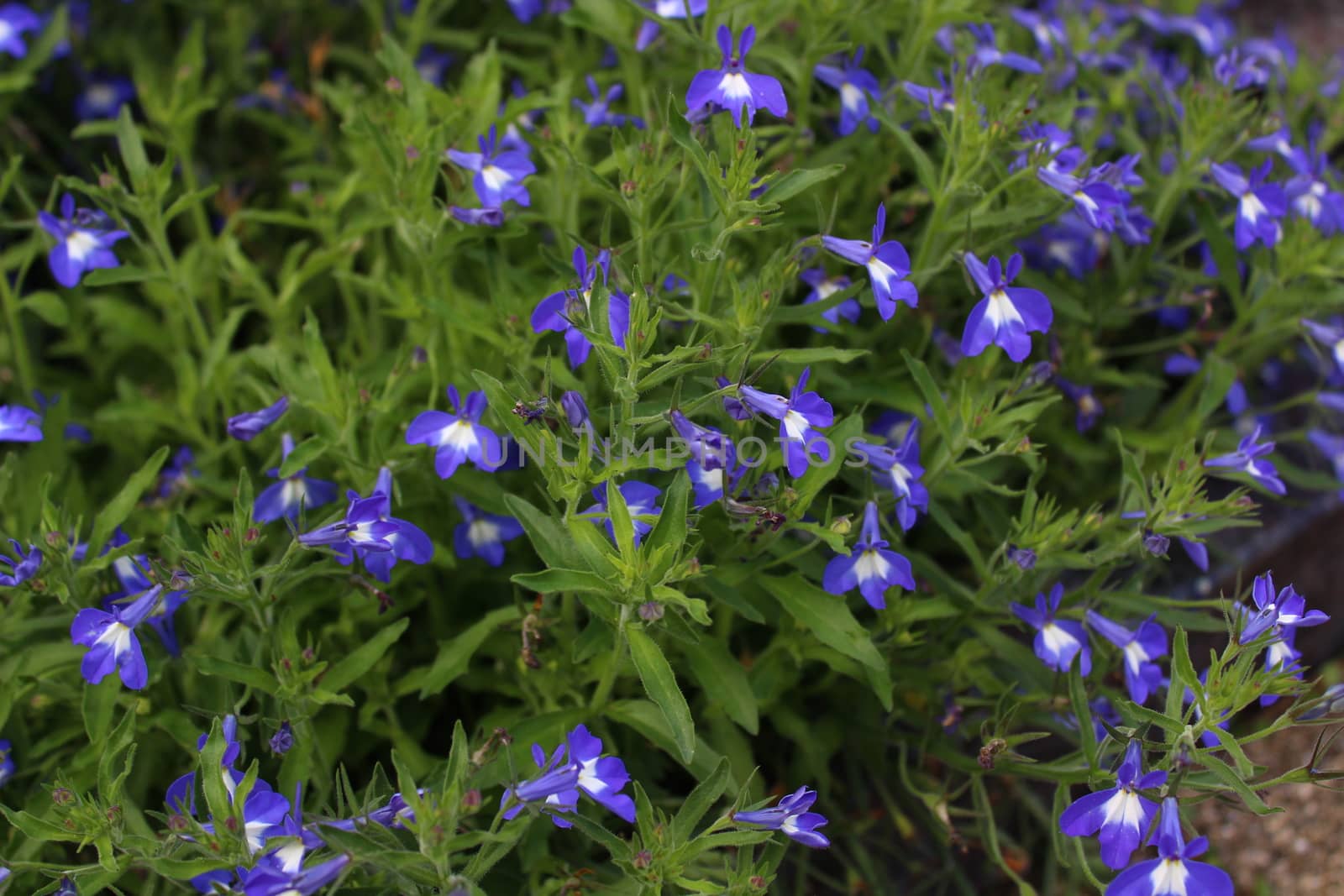 a field with lobelia in the garden by martina_unbehauen