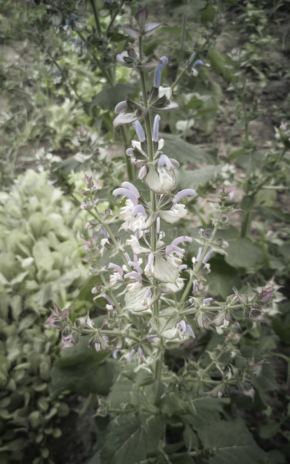 Sage-medicinal plant in the garden on a flower bed by georgina198