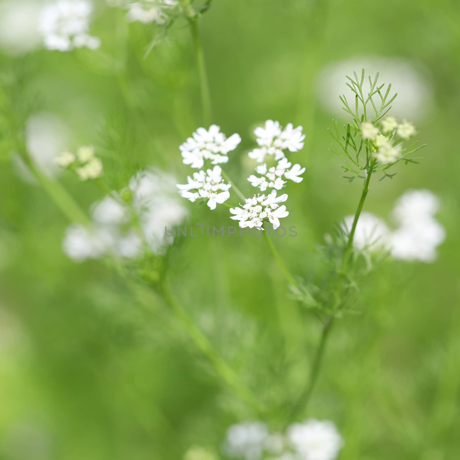 Dill flower leaves lush green field by paladin12