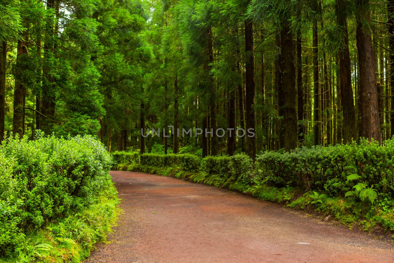 Path in Azorean forest with blue hydrangea flowers and rich green rainforest vegetation in Sao Miguel island, Azores, Portugal
