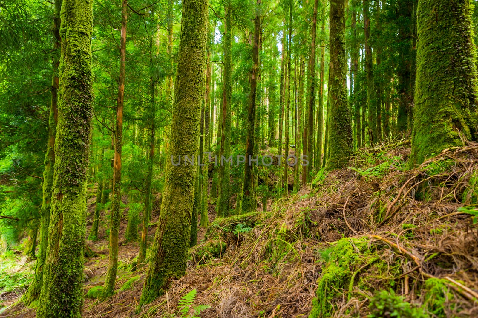 mystic green forest in Azores by zittto