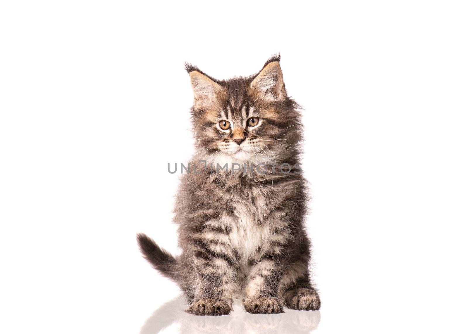 Maine Coon kitten 2 months old. Cat isolated on white background. Portrait of beautiful domestic kitty. Studio photo of black tabby little cat.