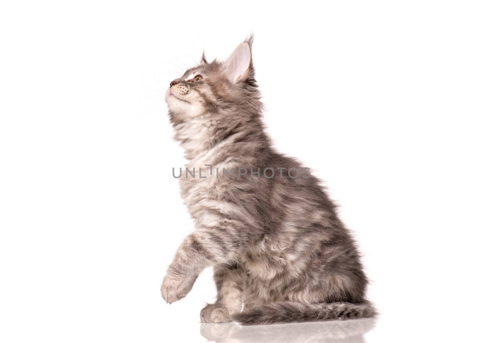 Maine Coon kitten 2 months old. Cat isolated on white background. Portrait of beautiful domestic kitty. Studio photo of gray little cat.