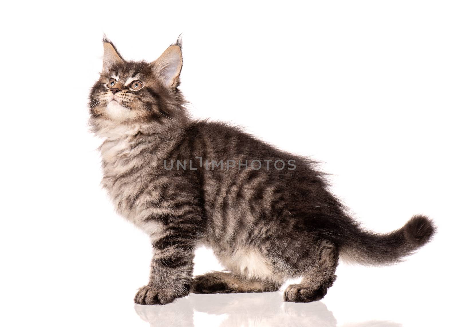 Maine Coon kitten 2 months old. Cat isolated on white background. Portrait of beautiful domestic kitty. Studio photo of black tabby little cat.