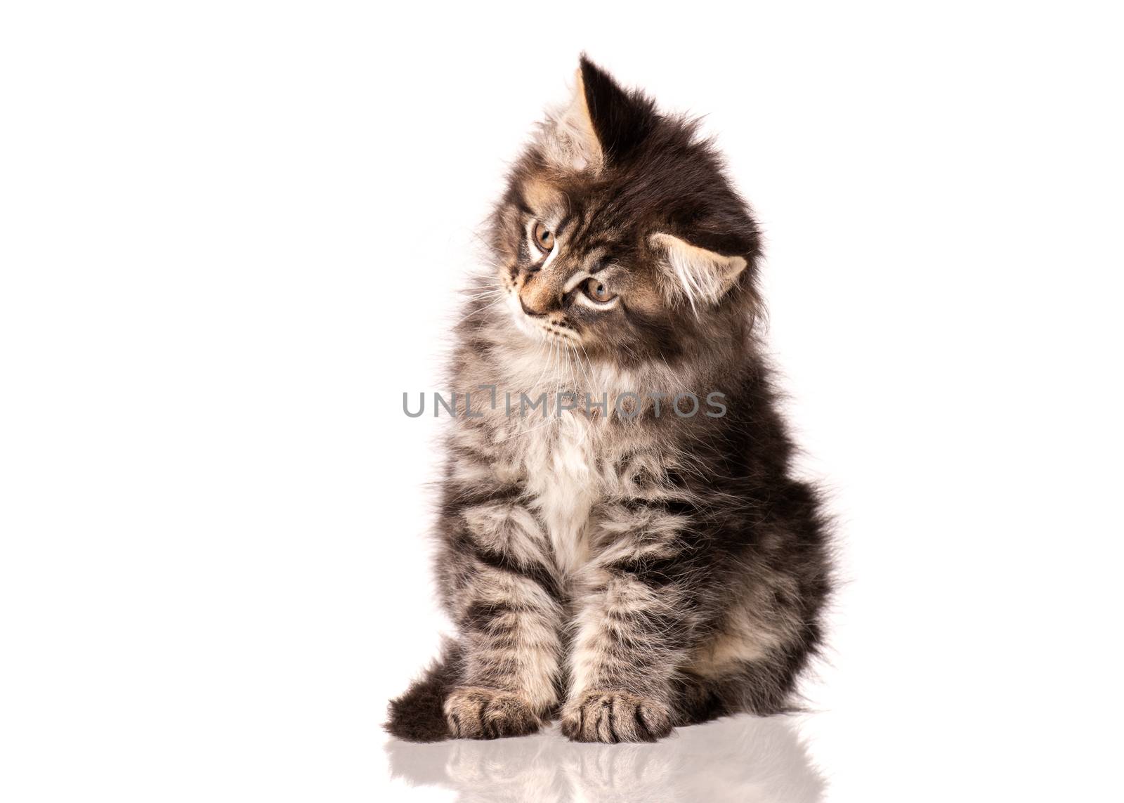 Maine Coon kitten 2 months old. Cat isolated on white background. Portrait of beautiful domestic kitty. Studio photo of black tabby little cat.