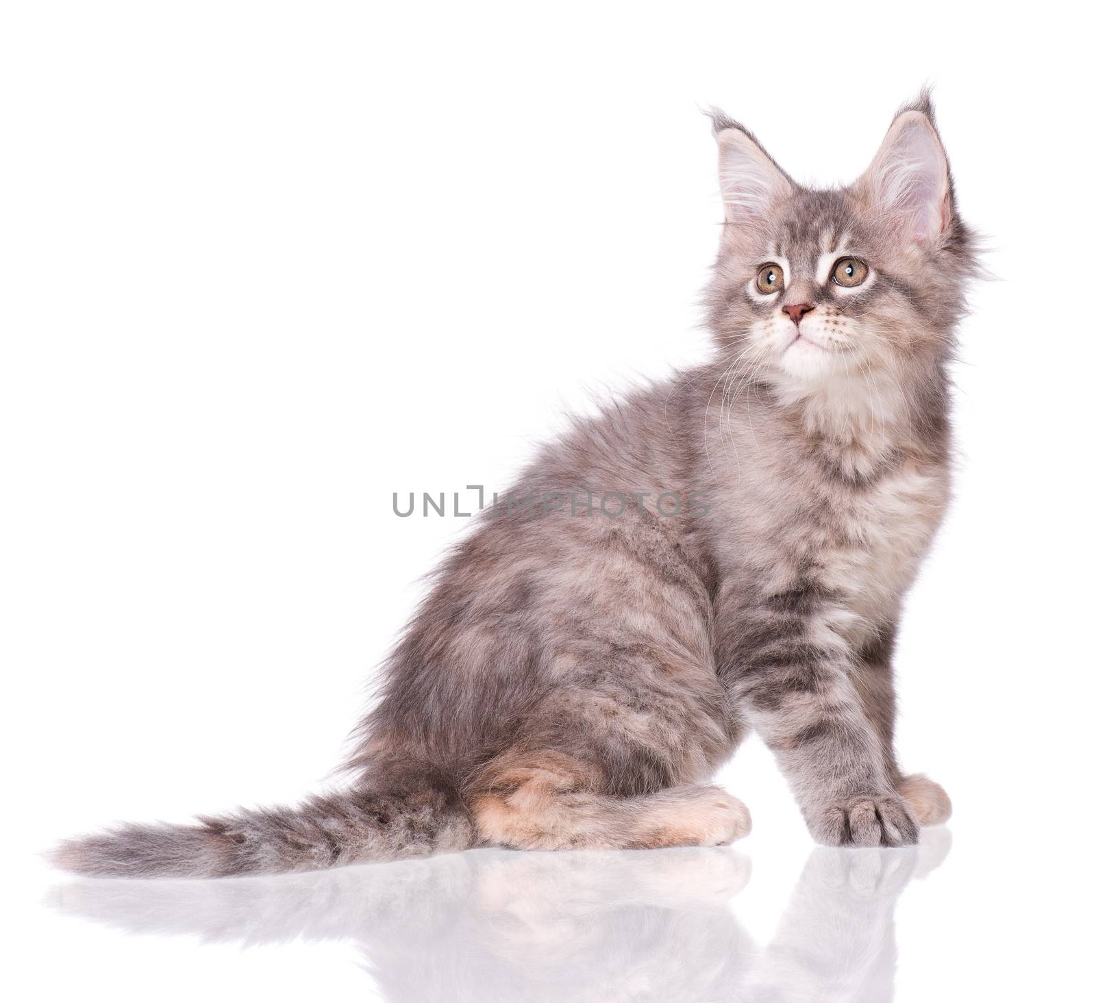 Maine Coon kitten 2 months old. Cat isolated on white background. Portrait of beautiful domestic kitty.