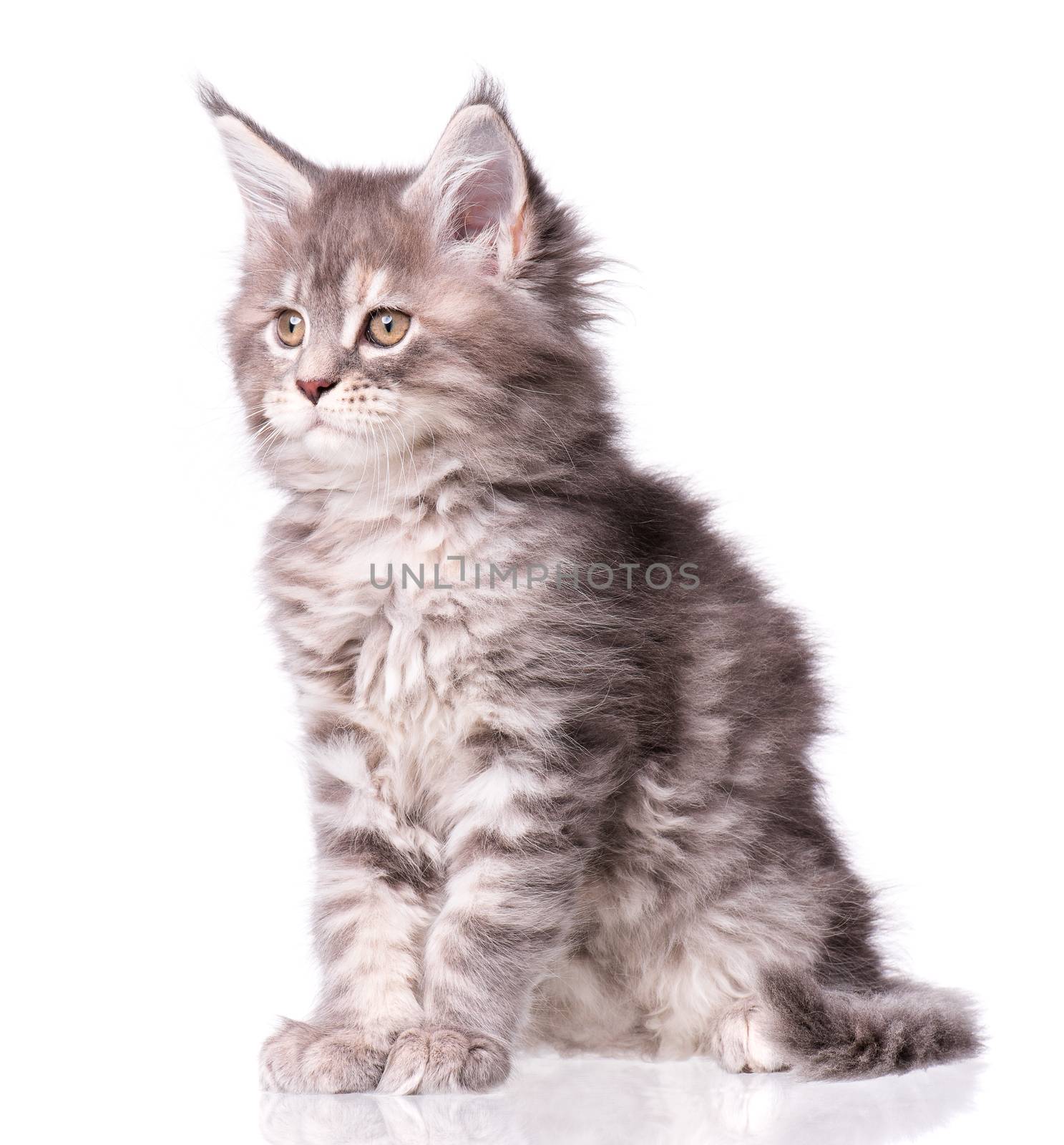 Maine Coon kitten 2 months old. Cat isolated on white background. Portrait of beautiful domestic kitty.