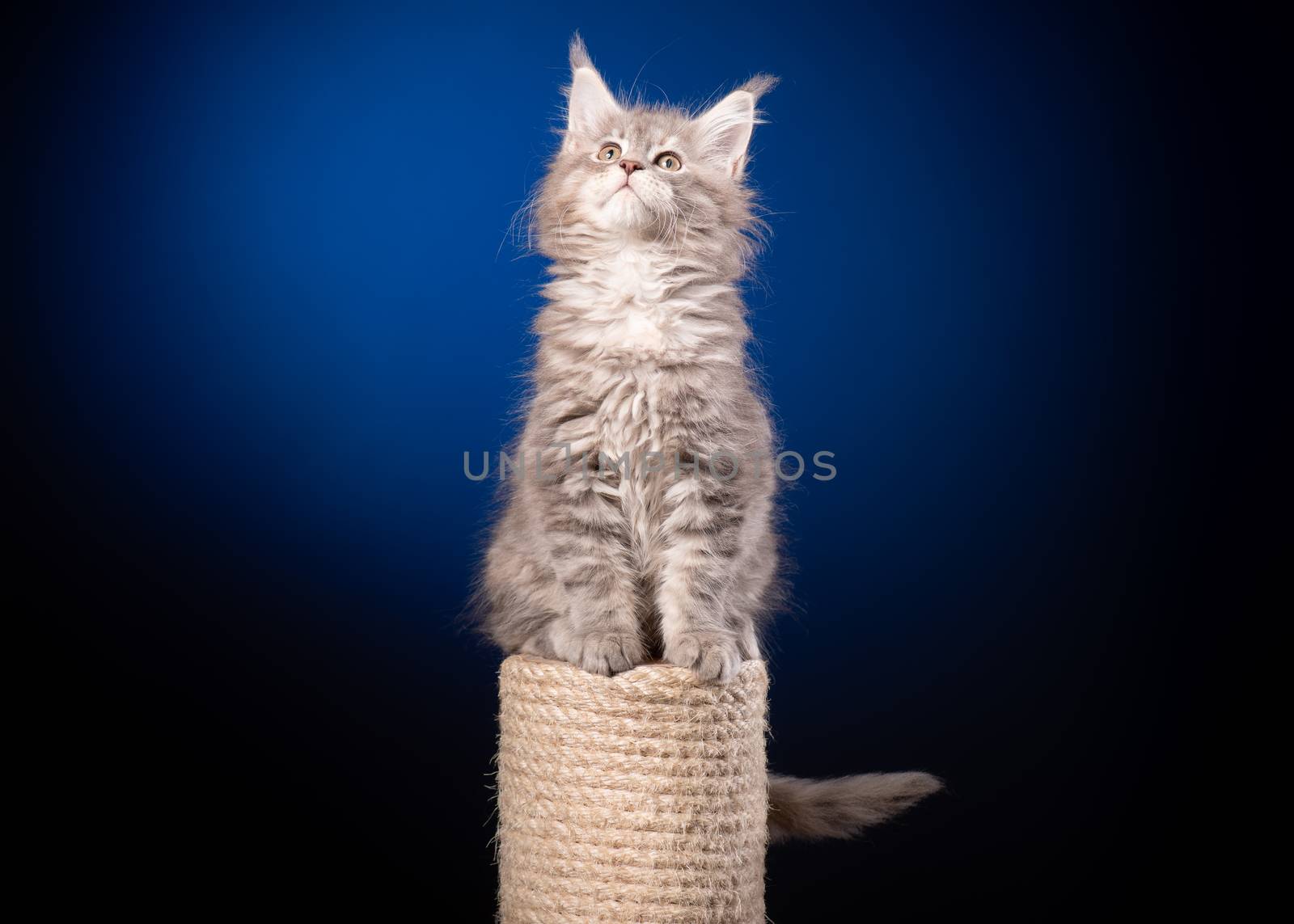 Maine Coon kitten 2 months old sitting on scratching post for cats. Studio photo of beautiful gray domestic kitty on blue background.