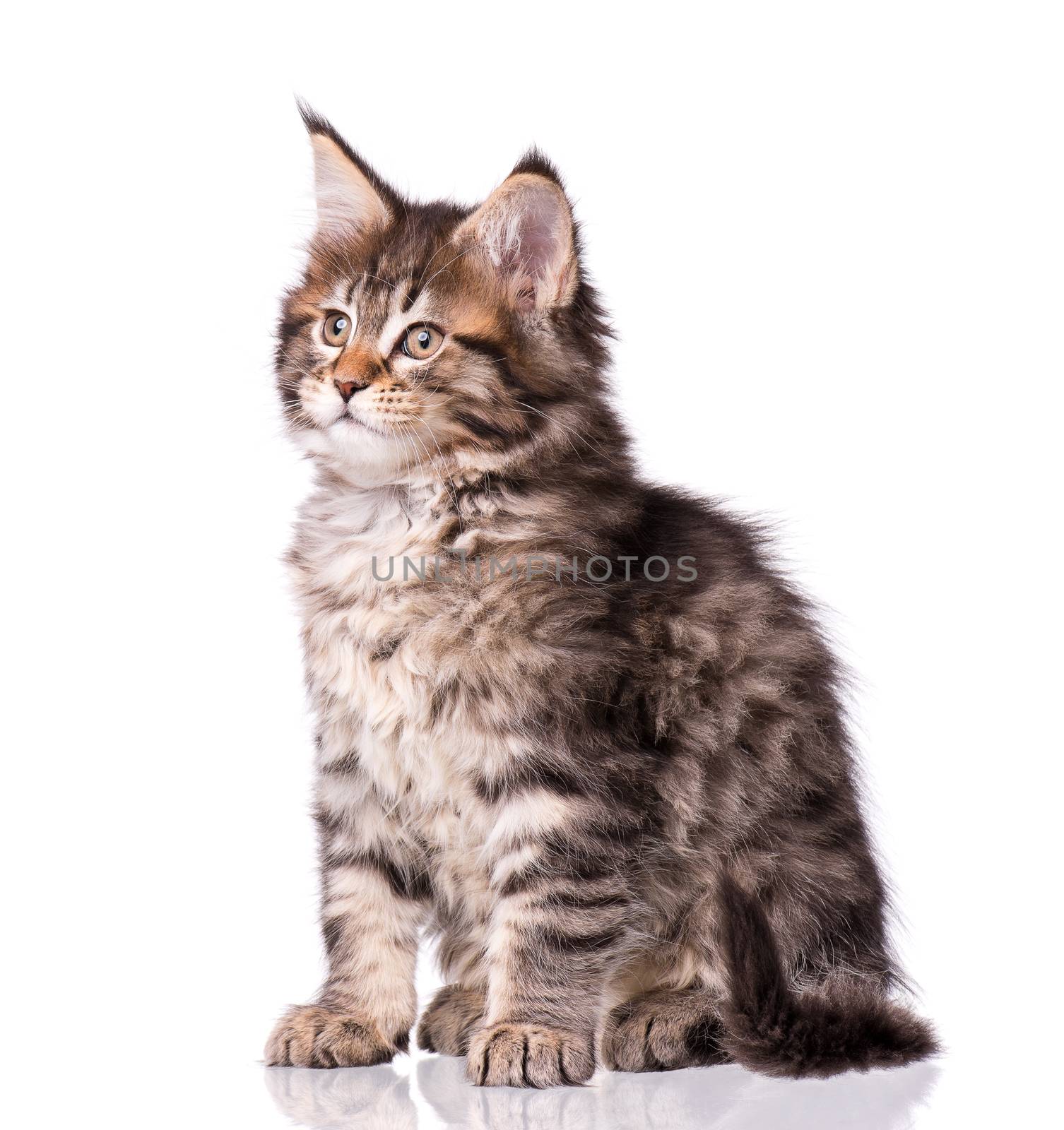 Maine Coon kitten 2 months old. Cat isolated on white background. Portrait of beautiful domestic kitty.