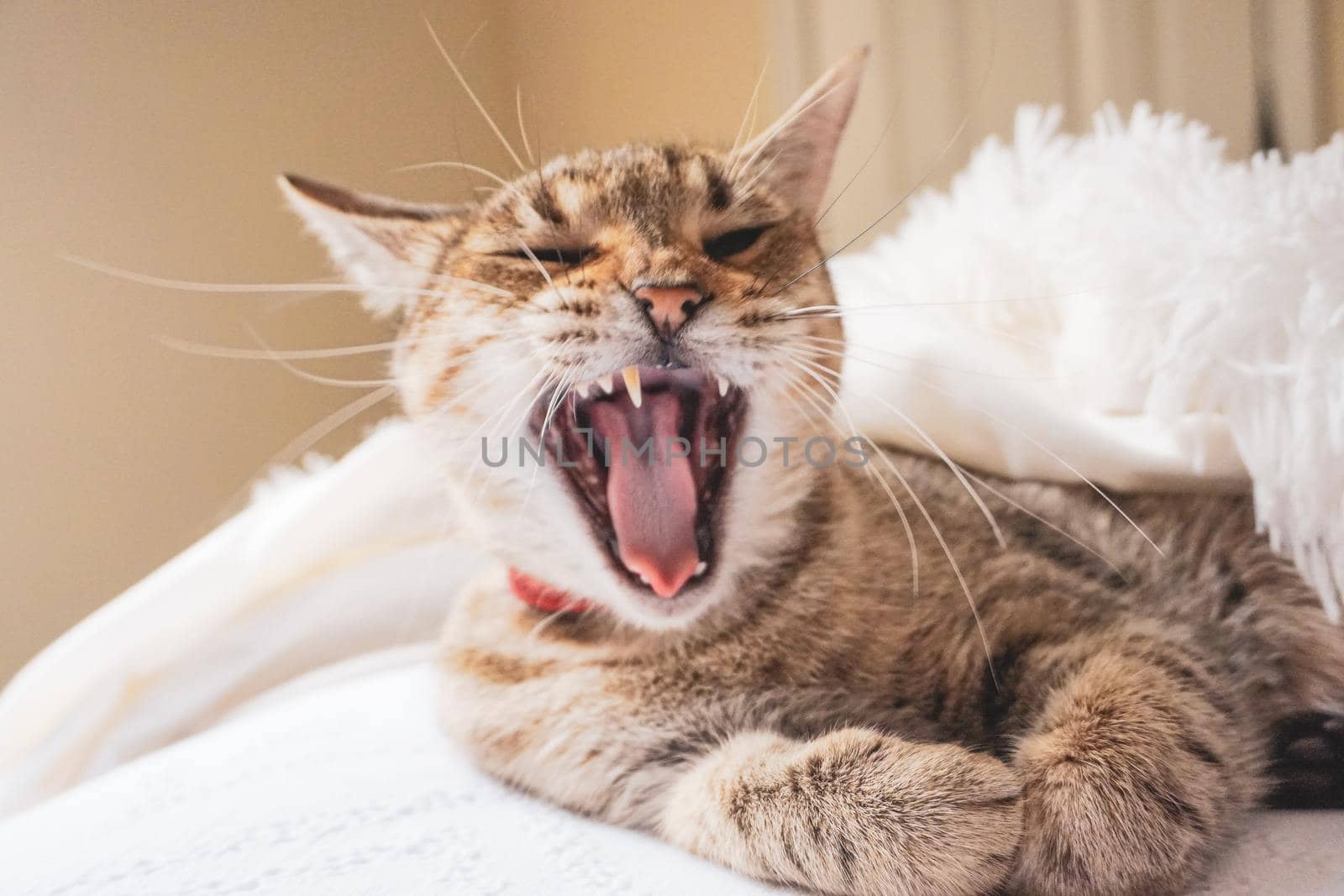 Beautiful Brown Tabby Cat Yawning While Lying on White Textile in a day time