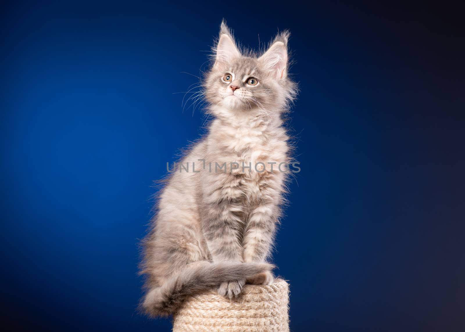 Maine Coon kitten 2 months old sitting on scratching post for cats. Studio photo of beautiful gray domestic kitty on blue background.