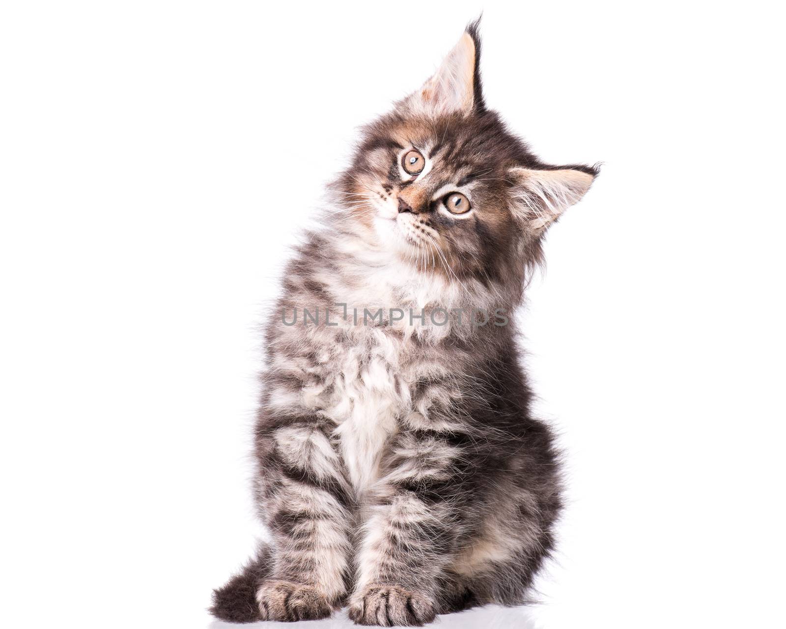 Maine Coon kitten 2 months old. Cat isolated on white background. Portrait of beautiful domestic kitty.