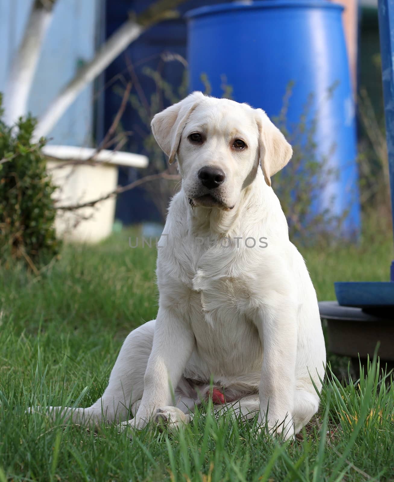 a yellow labrador playing in the park