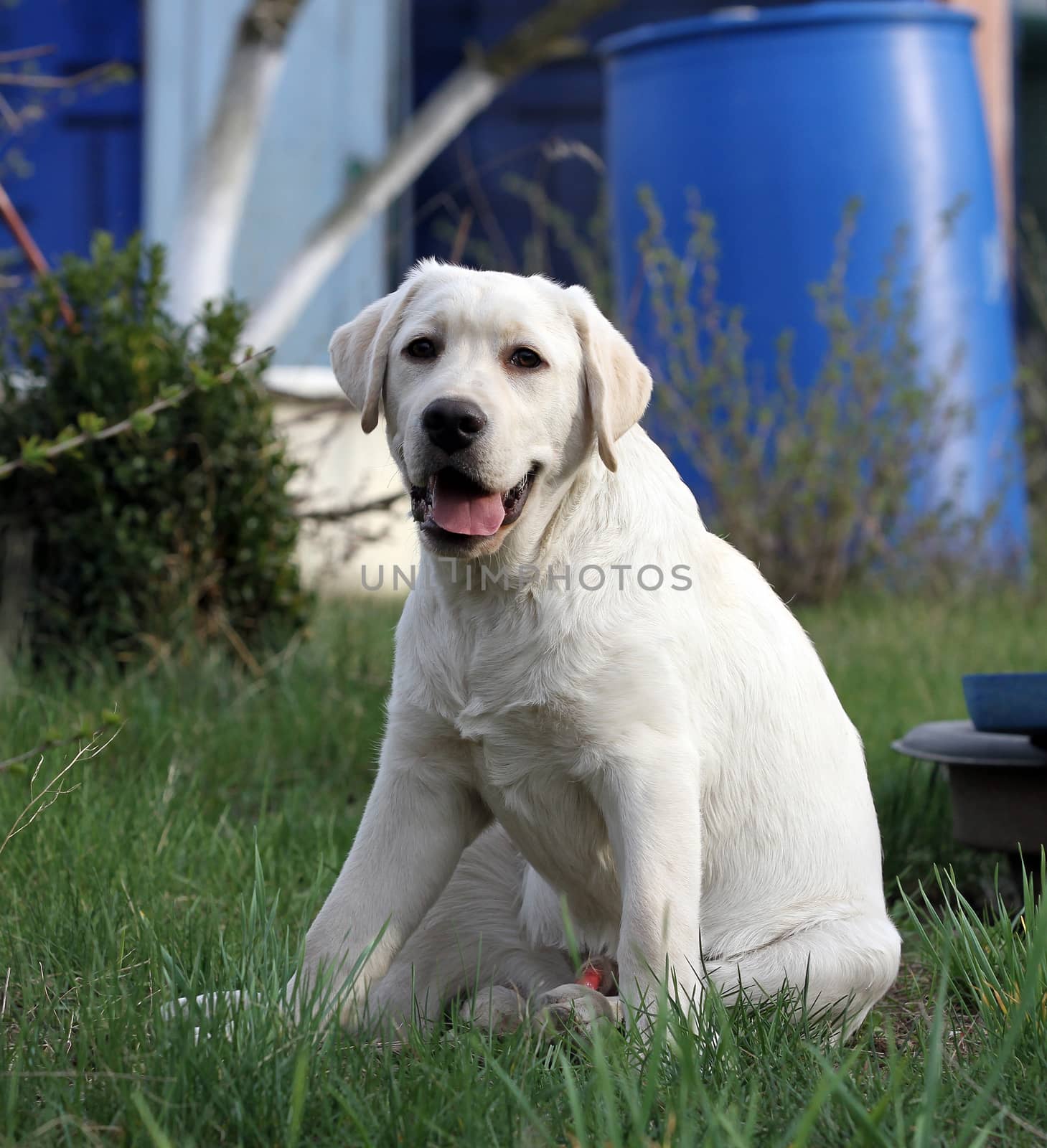 the yellow labrador playing in the park