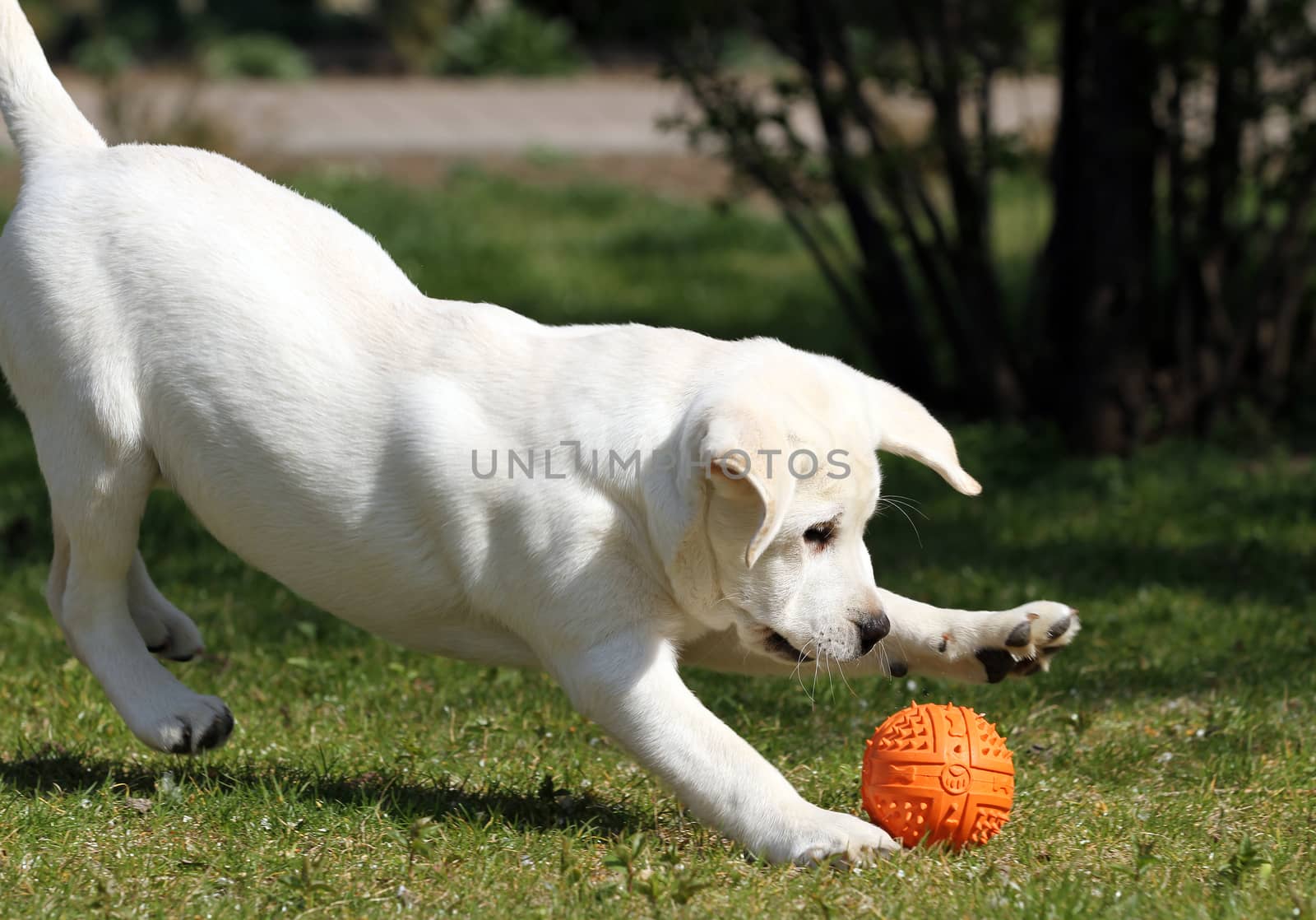 a sweet yellow labrador playing in the park