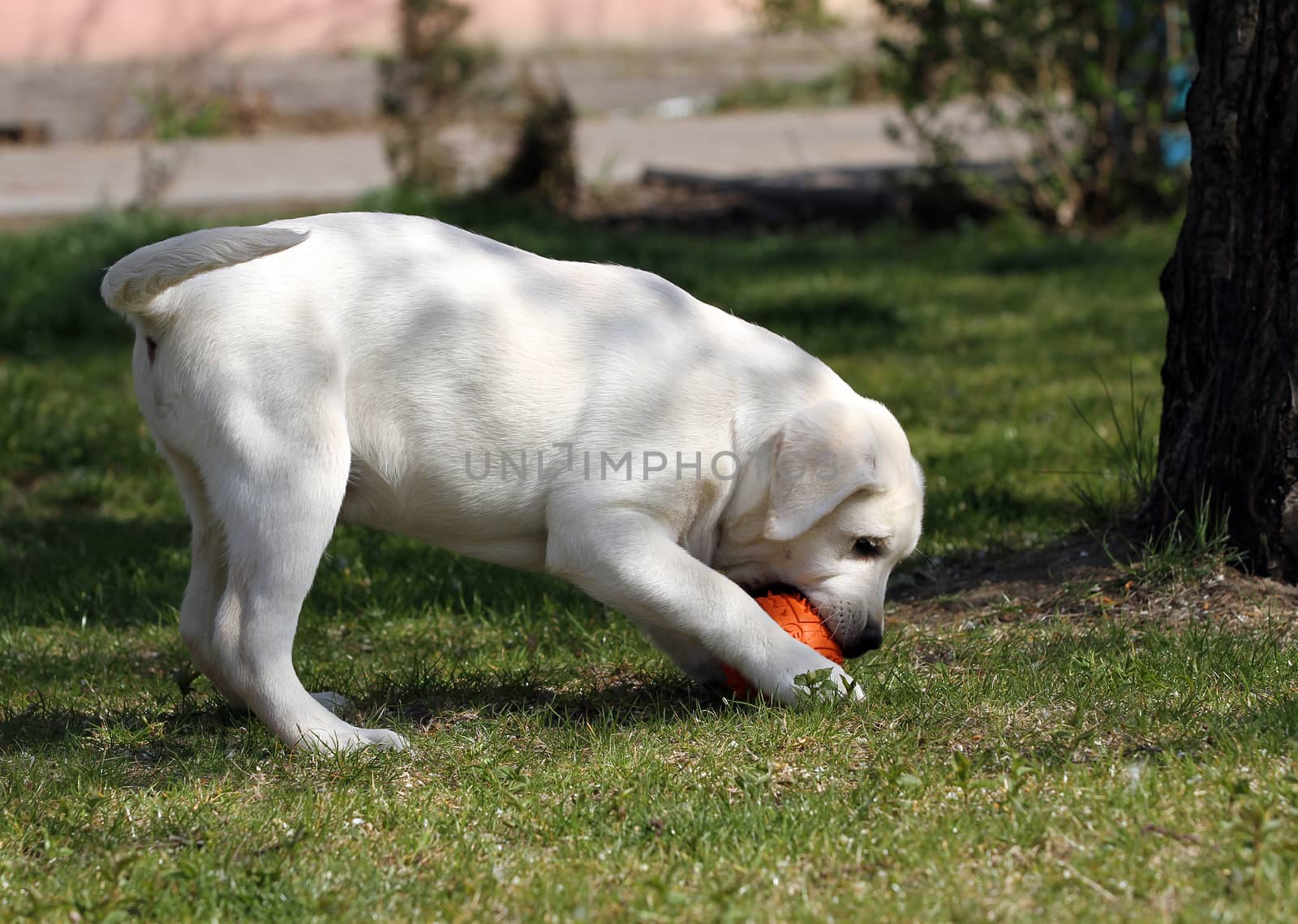 the sweet yellow labrador playing in the park