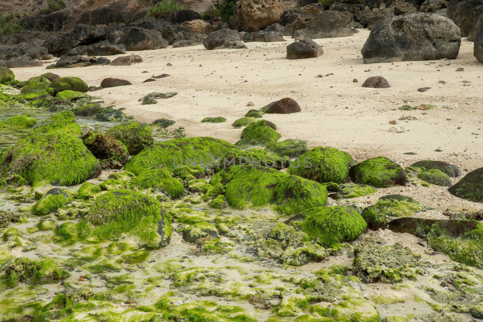 Green rocks beach at Bali, Indonesia. Sunrise at Bali Beach with green seaweeds rocks by the beach.