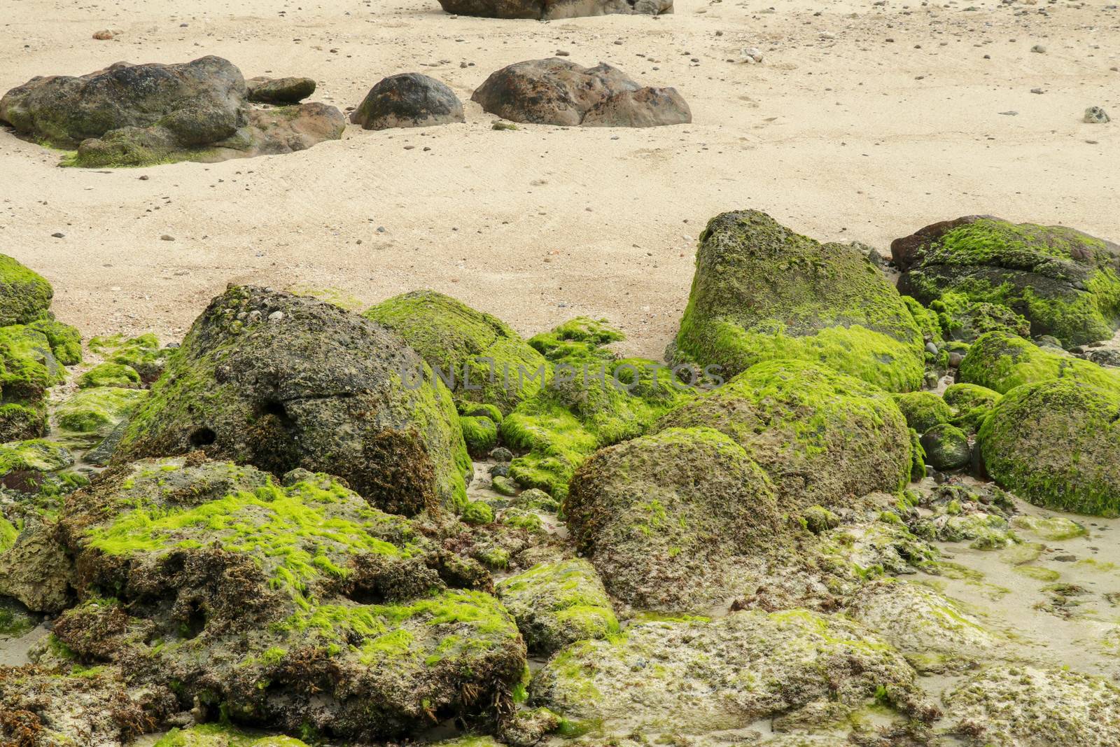 A beautiful view across a natural beach setting during low tide with exposure of algae and sand surrounded by large stones.