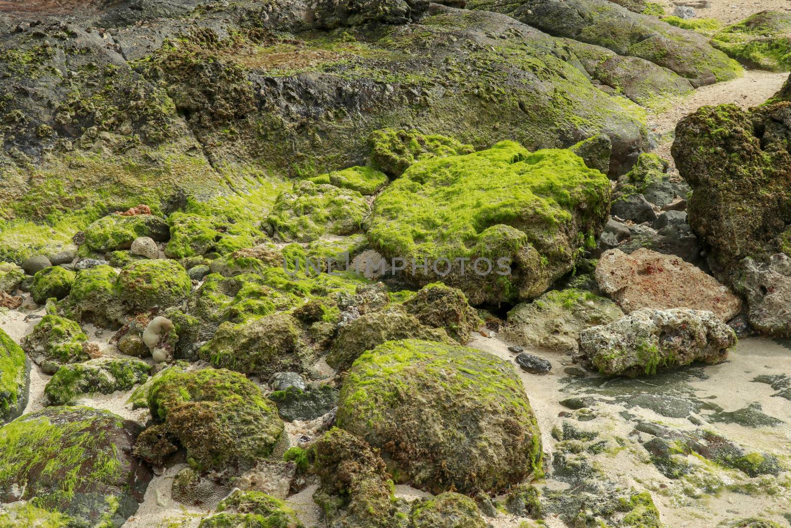 overgrowth of green algae on coastal rocks at low tide. Close up of green algae growing on coastal rocks during low tide. Beautiful primitive plant texture in the golden hour of sunny summer.
