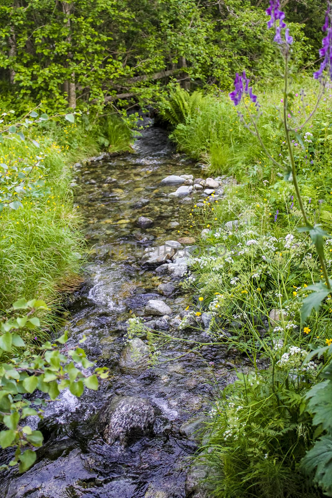 Small beautiful natural river in the forest of Hemsedal, Norway. by Arkadij