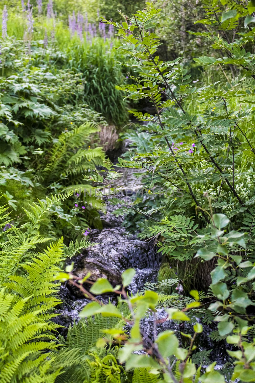 Small beautiful natural river in the forest of Hemsedal, Norway. by Arkadij