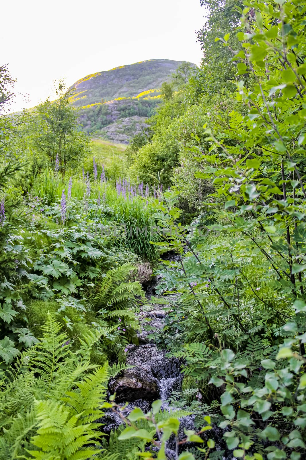 Small beautiful natural river in the forest of Hemsedal, Norway. by Arkadij