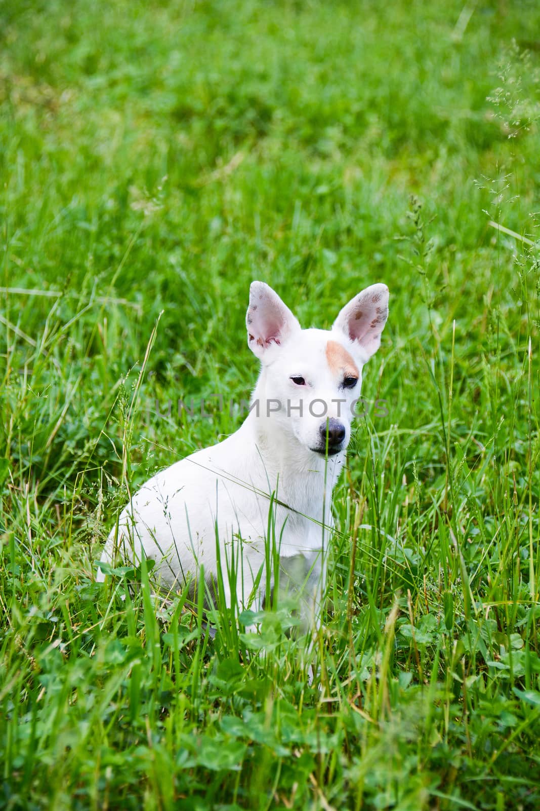 jack russell by iacobino