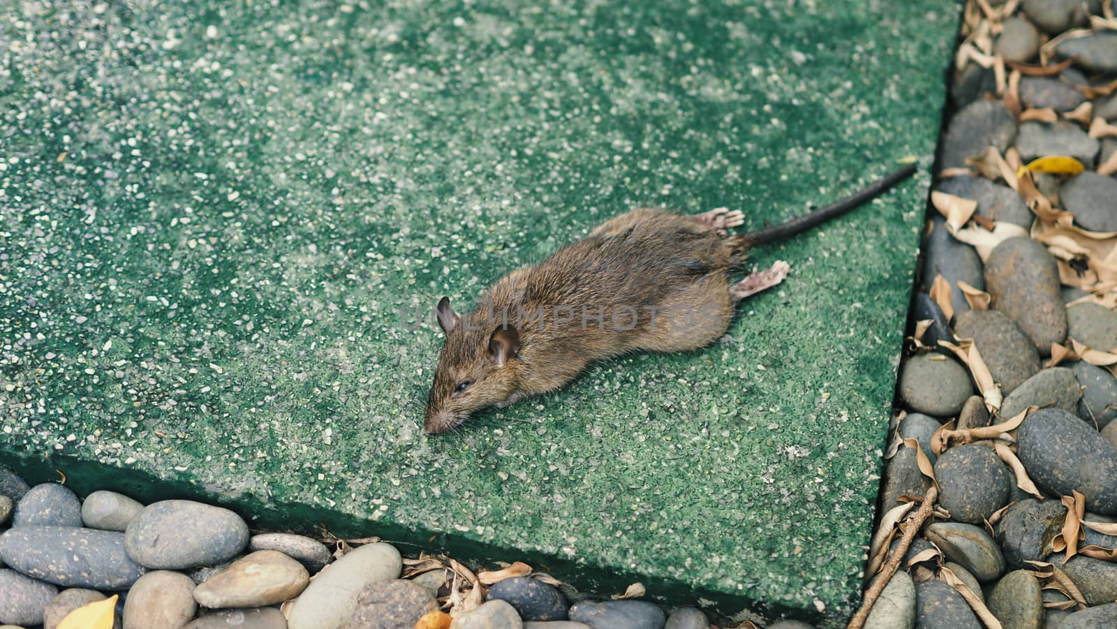 Close-up images of dead rat or mouse which died by rodenticide. the mousy is a small animal that carrier disease, bacteria, germ and pathogen to human in the house. it very unhealthy and unhygienic.