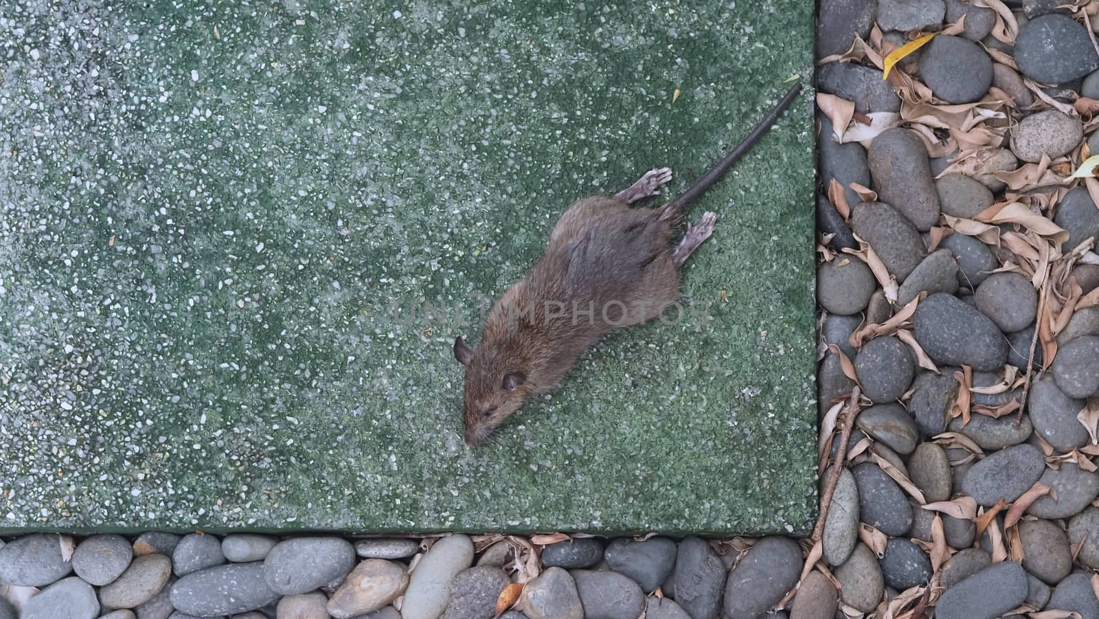 Close-up images of dead rat or mouse which died by rodenticide. the mousy is a small animal that carrier disease, bacteria, germ and pathogen to human in the house. it very unhealthy and unhygienic.