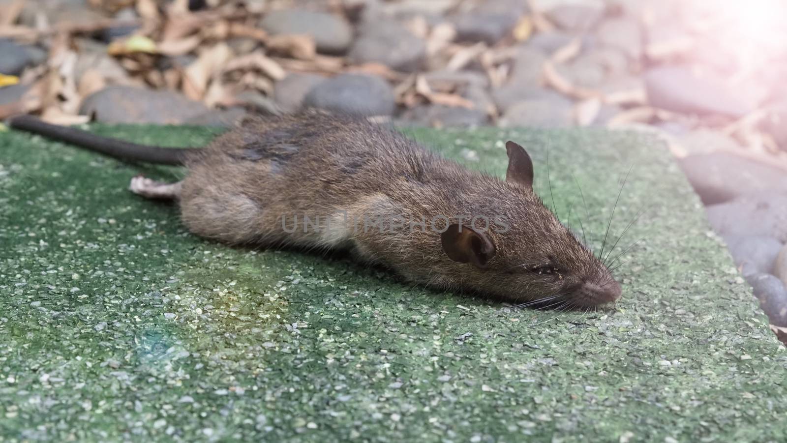 Close-up images of dead rat or mouse which died by rodenticide. by gnepphoto