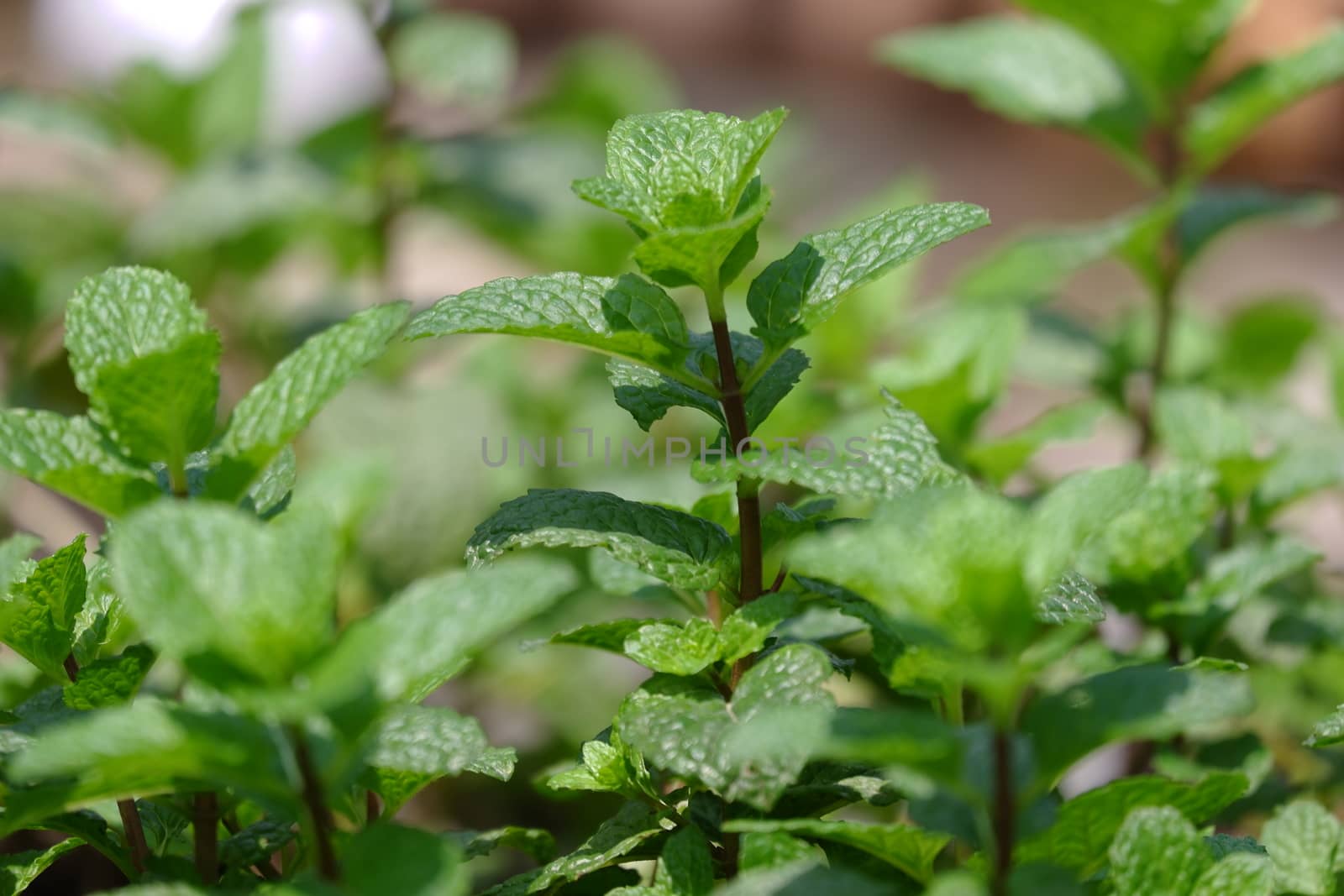 Close up view of fresh Peppermint leaves. It is a hybrid mint, a cross between watermint and spearmint. The plant is now widely spread and cultivated in many regions of the world