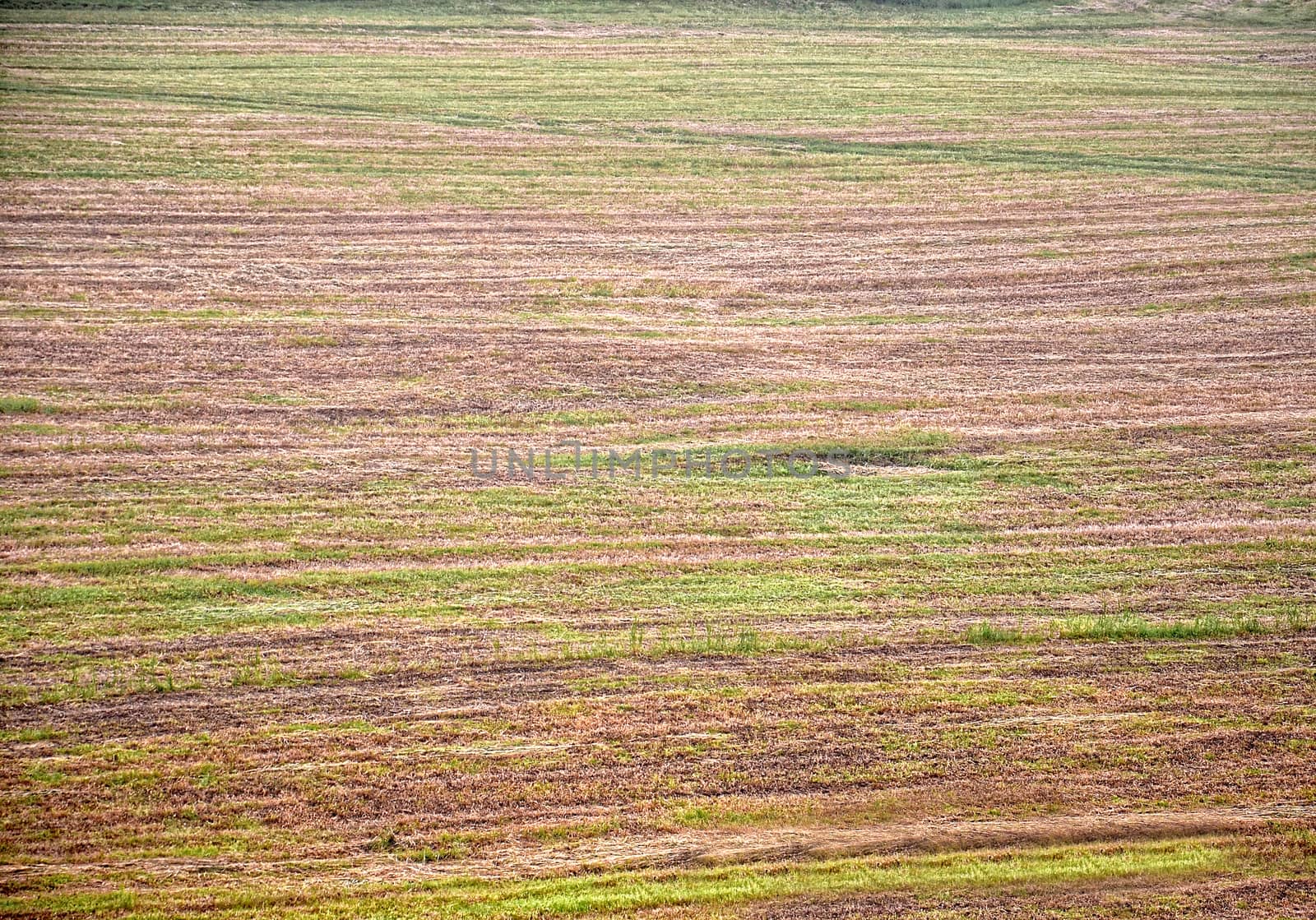 Natural grass pattern background. by KajaNi