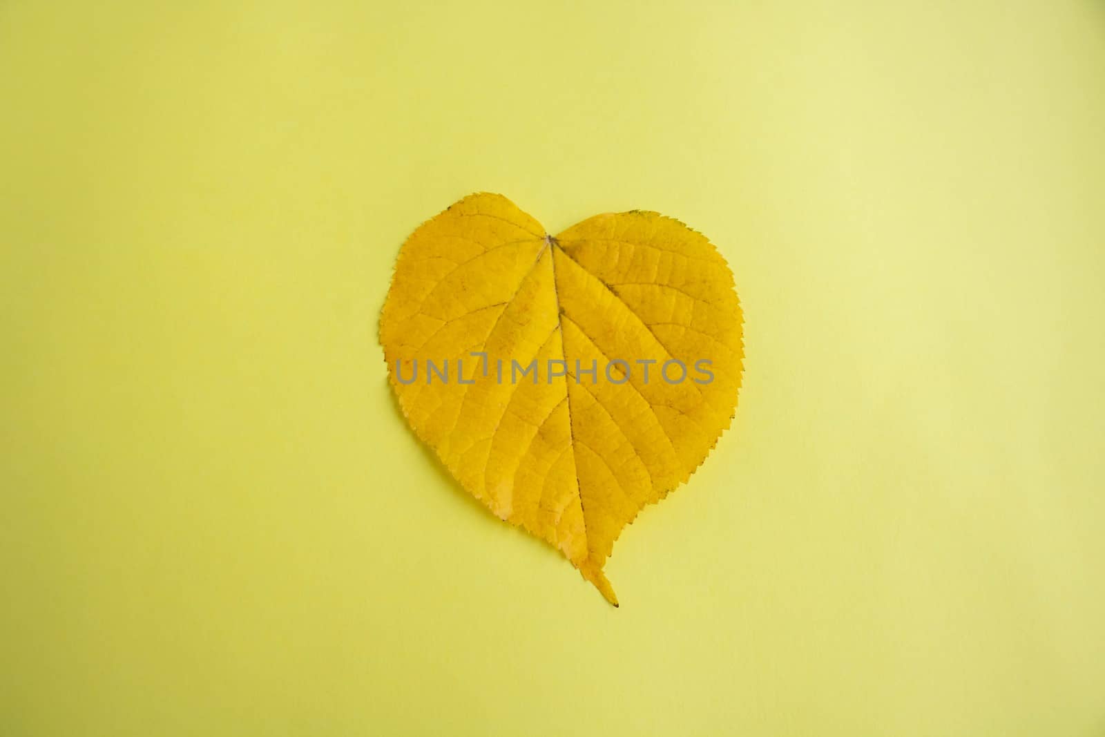 Yellow autumn leaf in the shape of a heart lies on a yellow background.
