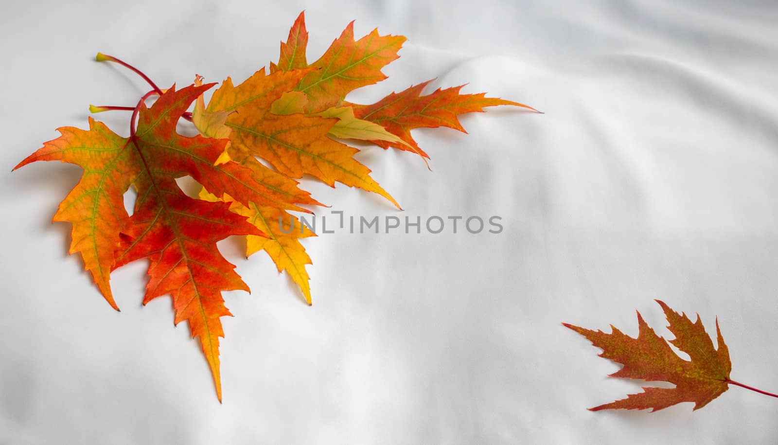 Autumn maple leaves hover on a white background.