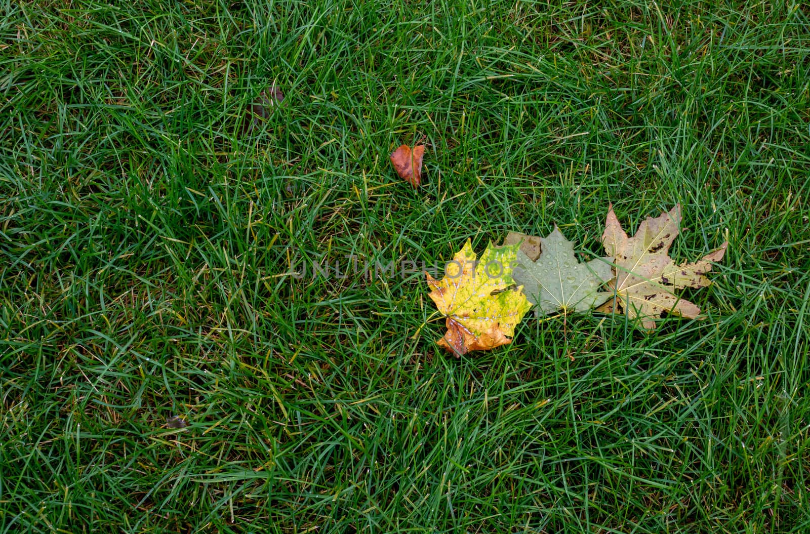 Fallen maple leaves on grass field. Autumn concept of fallen leaves on a green grass lawn. Dry leaves contrast with green grass.