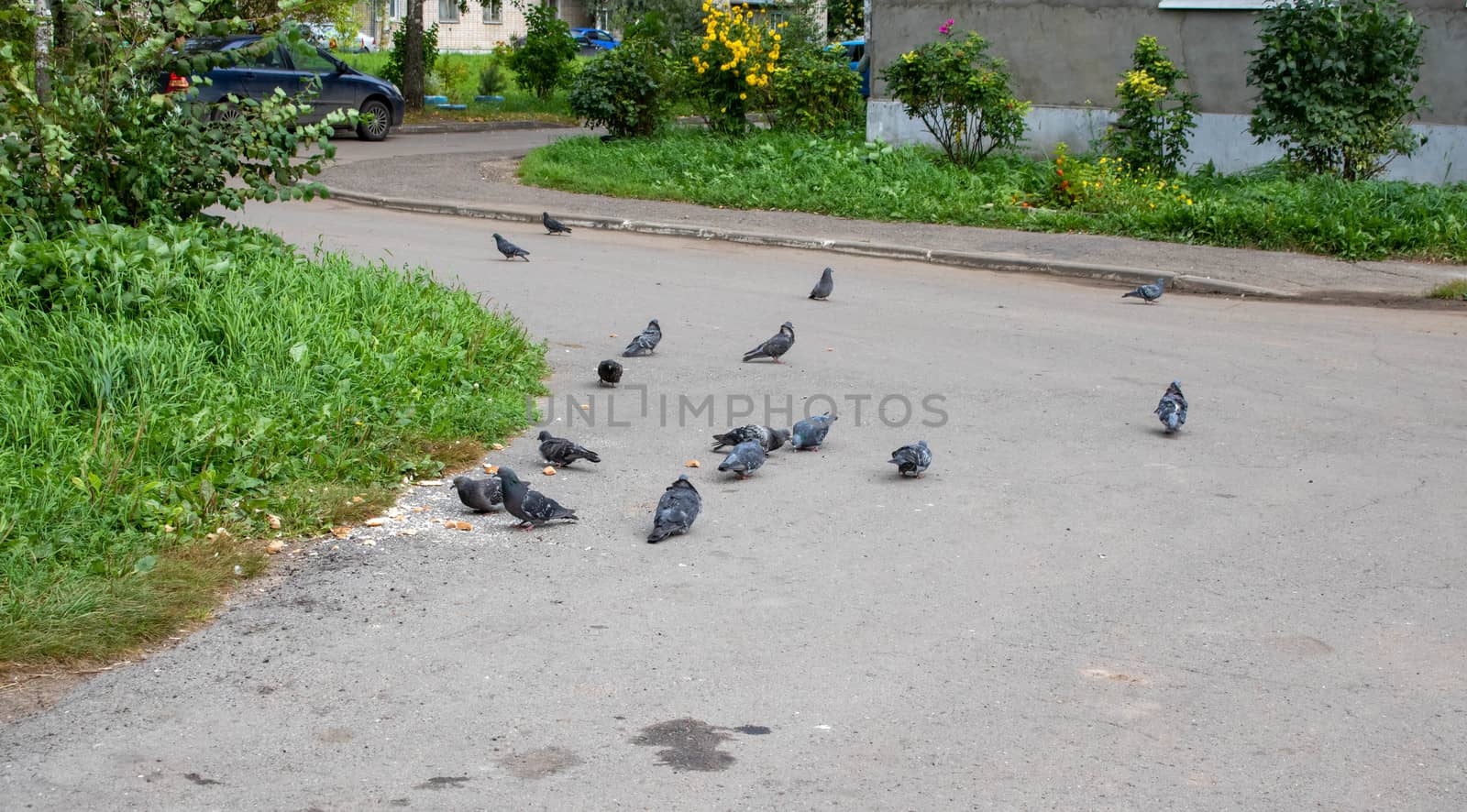 A flock of pigeons feed on bread in Sunny weather at a public feeding place. A large group of pigeons eating bread on the street.