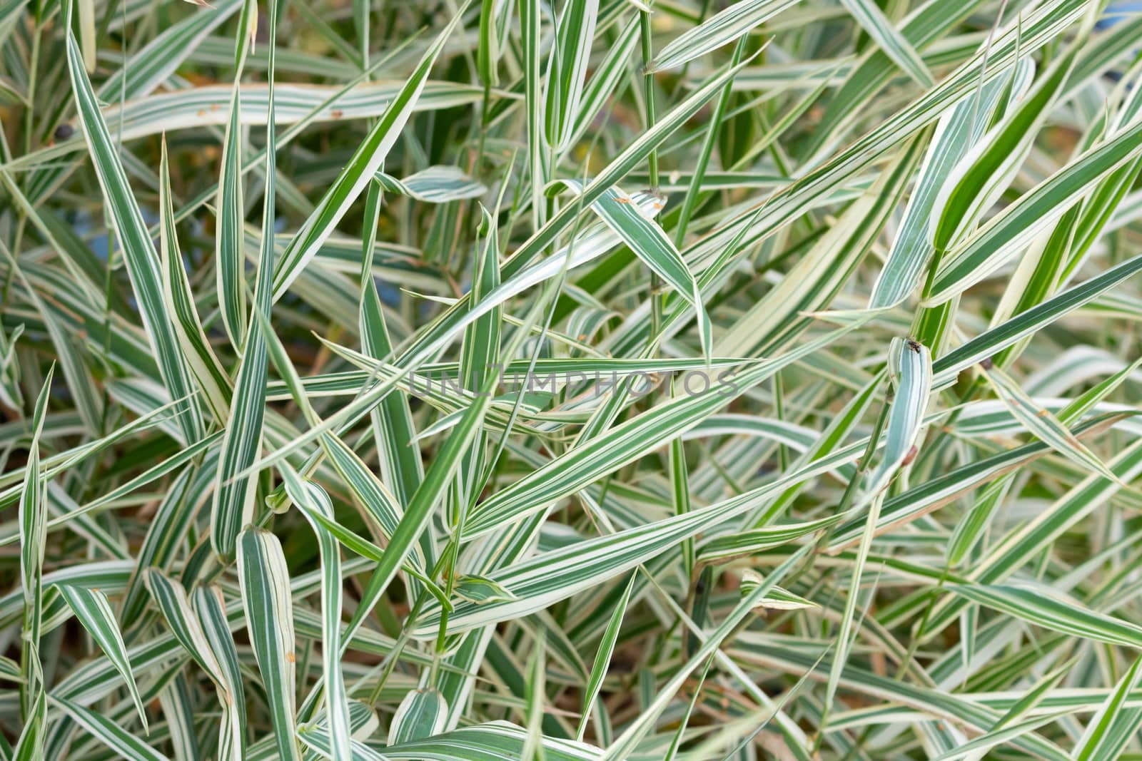 Green and white leaves of Phalaris arundinacea, also known as reed Canary grass.