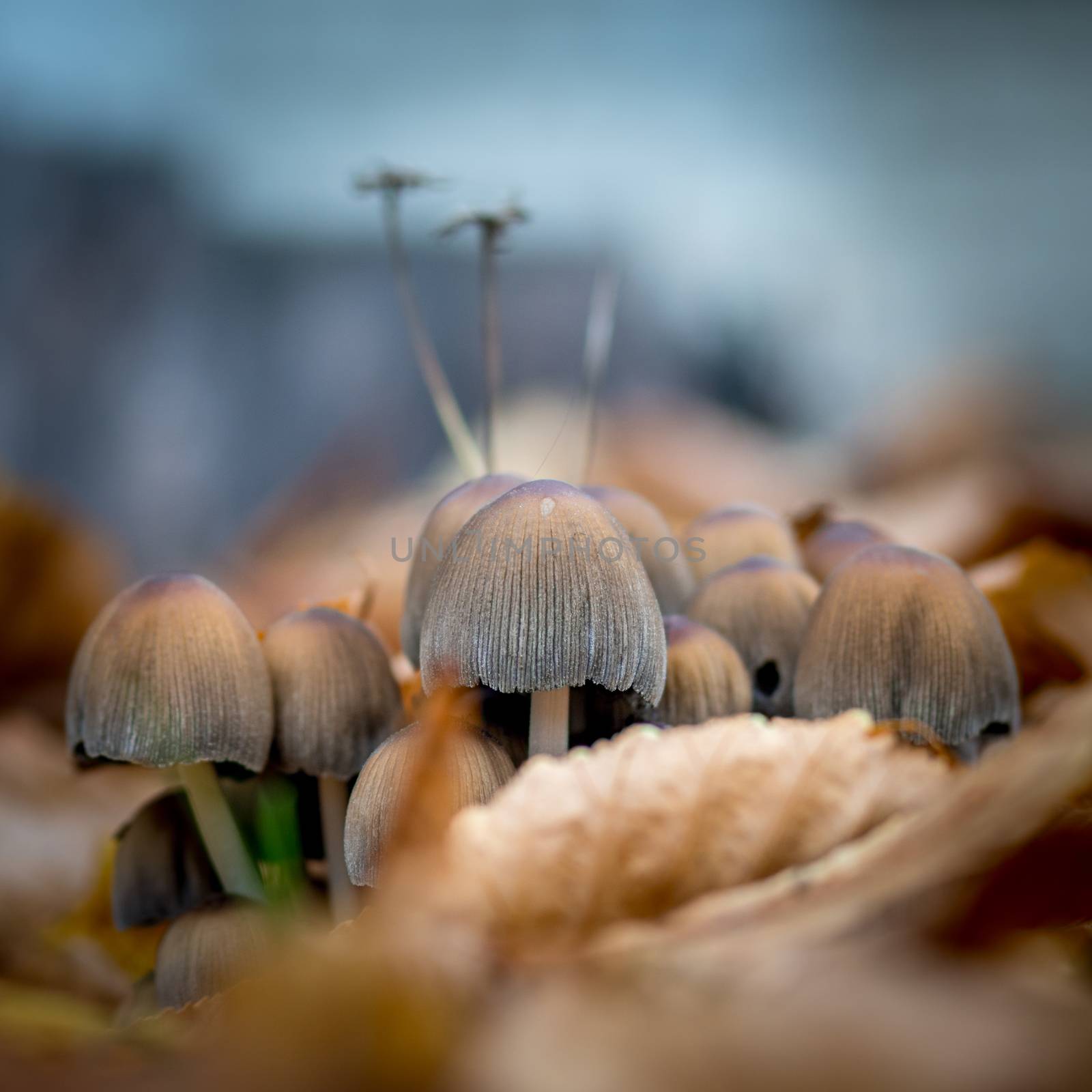 Mushrooms growing in the grass. Poisonous mushrooms. by Yurii73