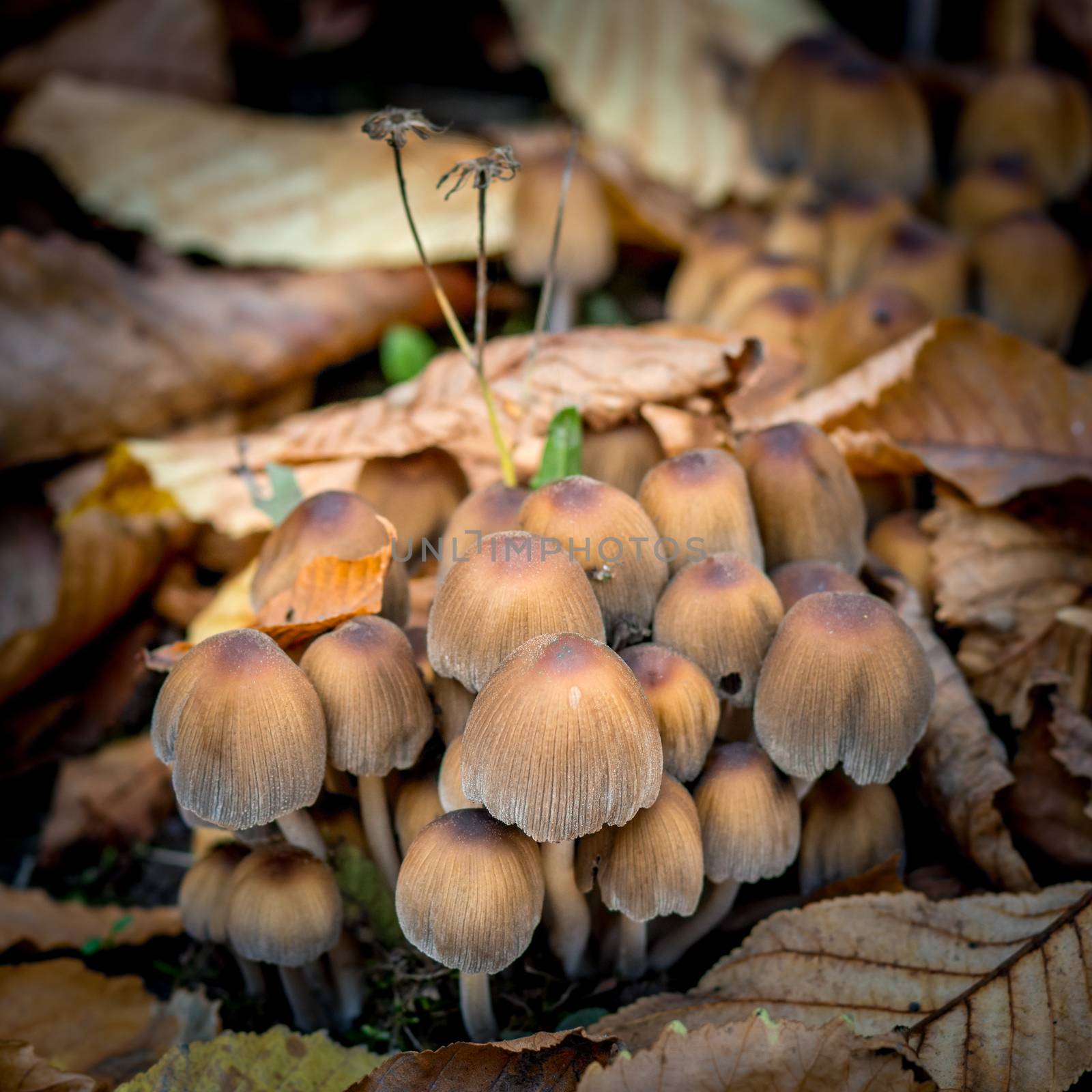 Mushrooms on a background of yellow foliage. Autumn landscape mushrooms growing in the meadow. A family of mushrooms in yellowed foliage. Close-up photo of poisonous mushrooms. 1:1 aspect ratio.