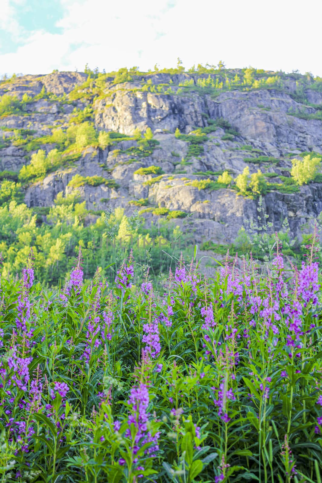 Rosebay willowherb beautiful pink flowers in front of a Mountain in Hemsedal, Viken, Norway.