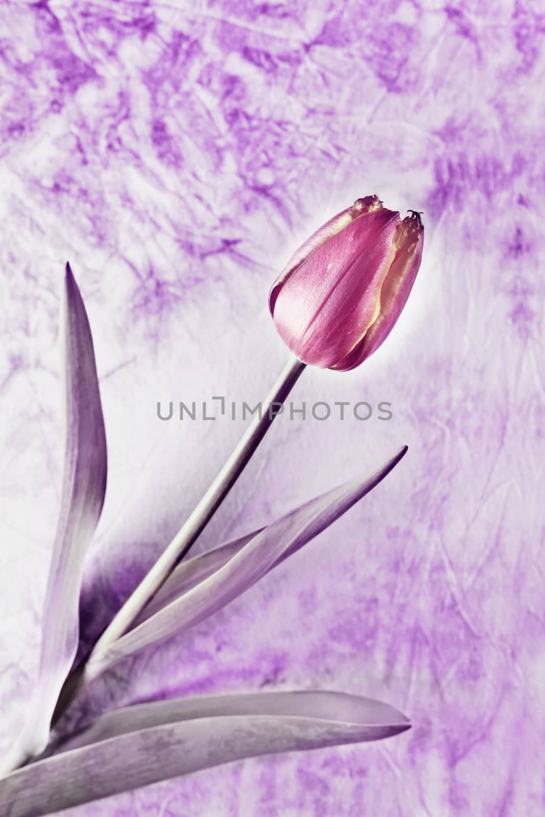 One red tulip flower in bloom  on colored background ,desaturate image