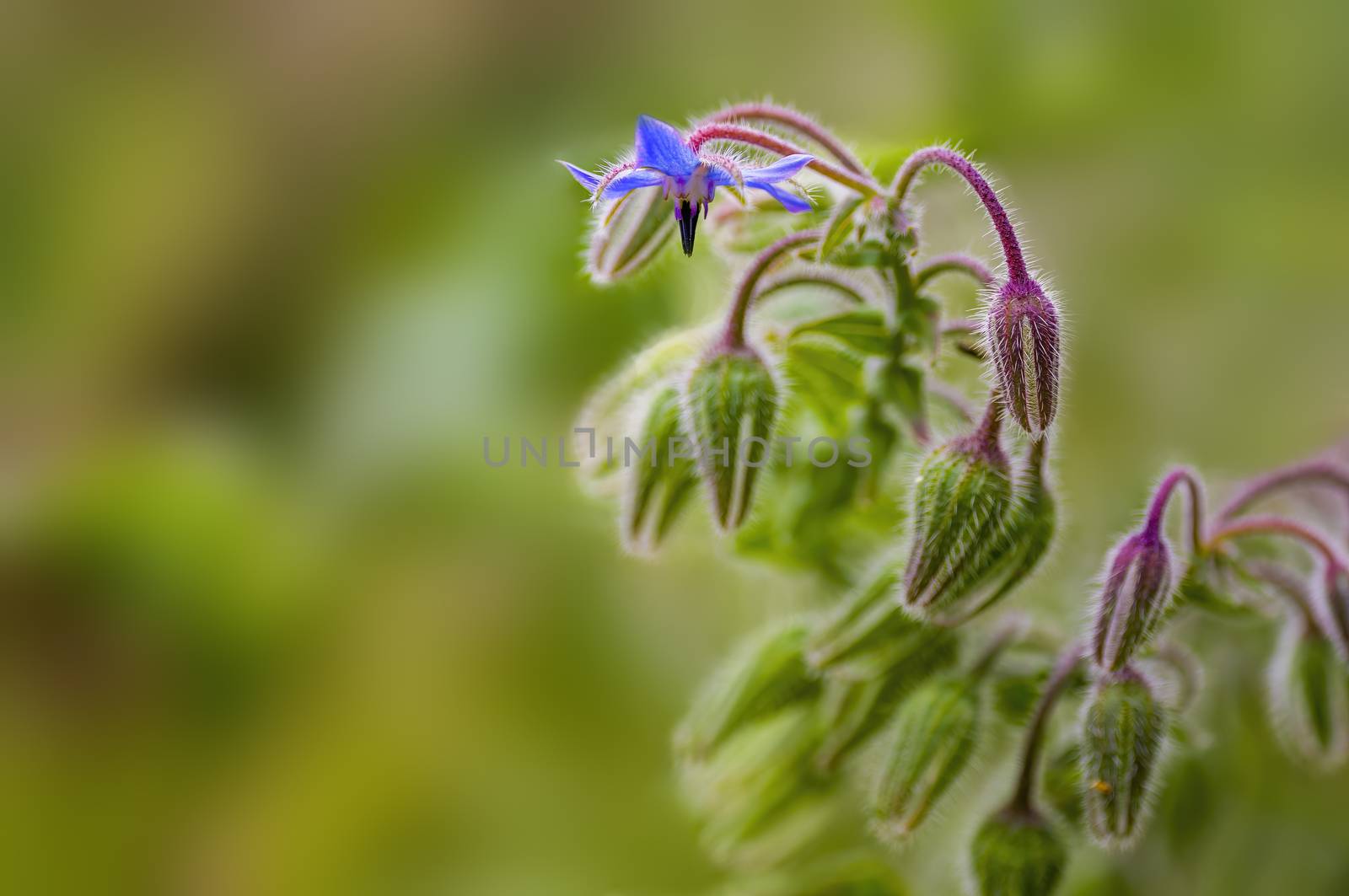 a soft flower blossom in a nature garden by mario_plechaty_photography