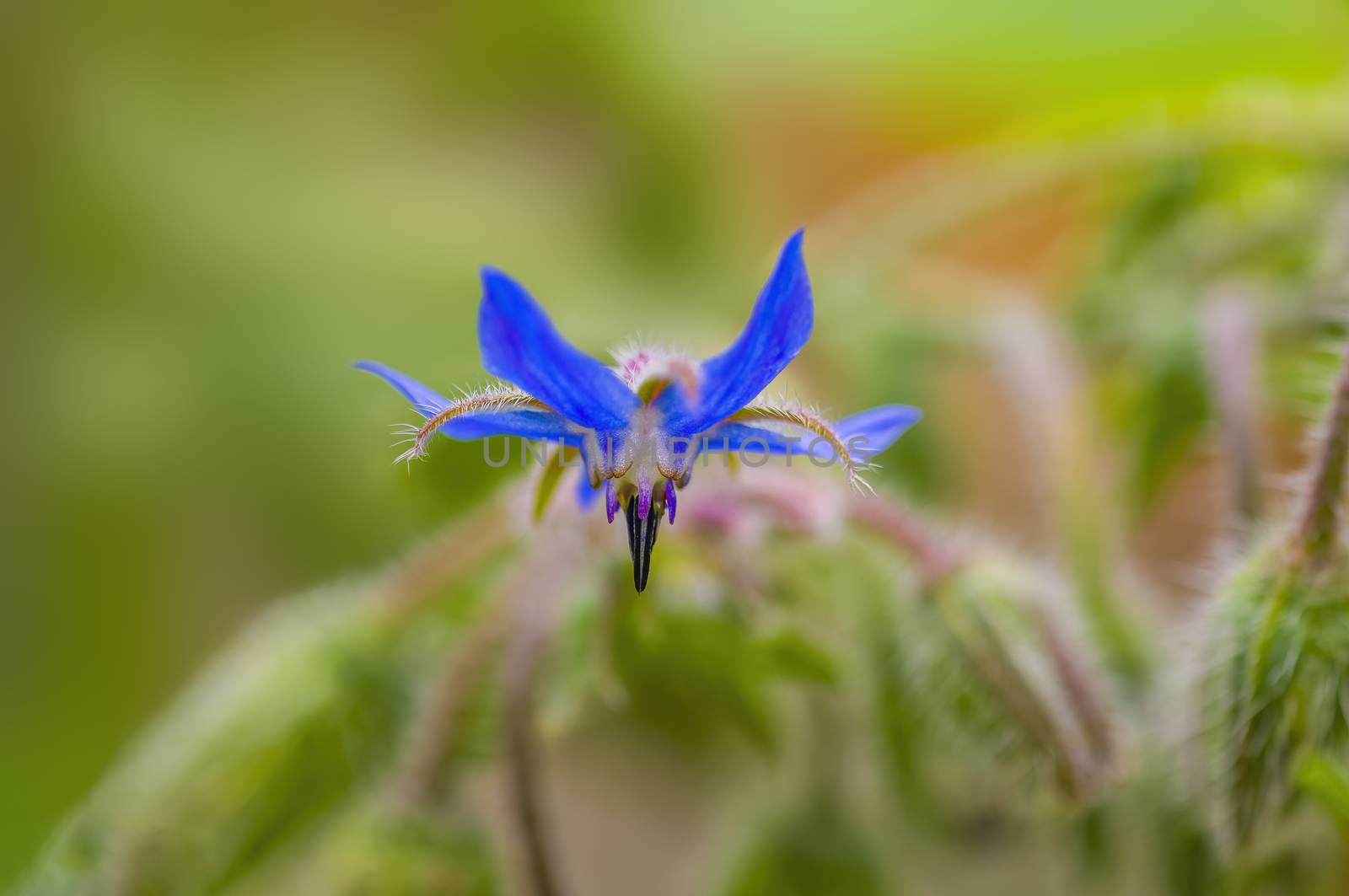 soft flower blossom in a nature garden