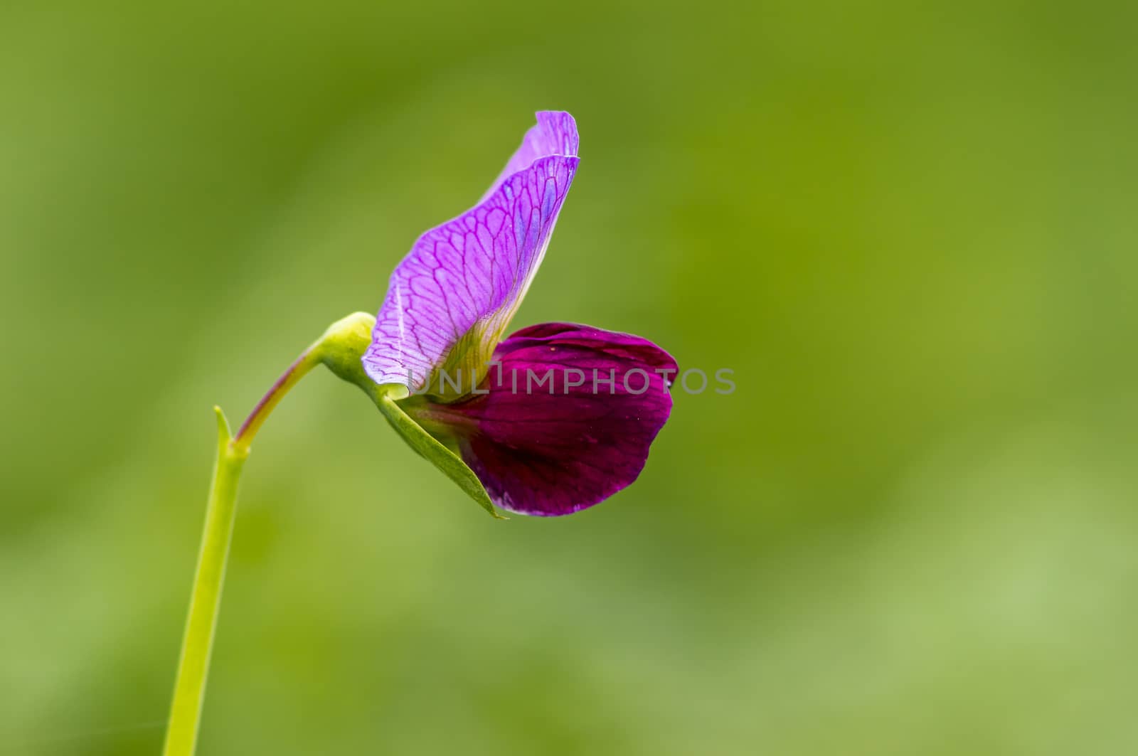 a soft flower blossom in a nature garden