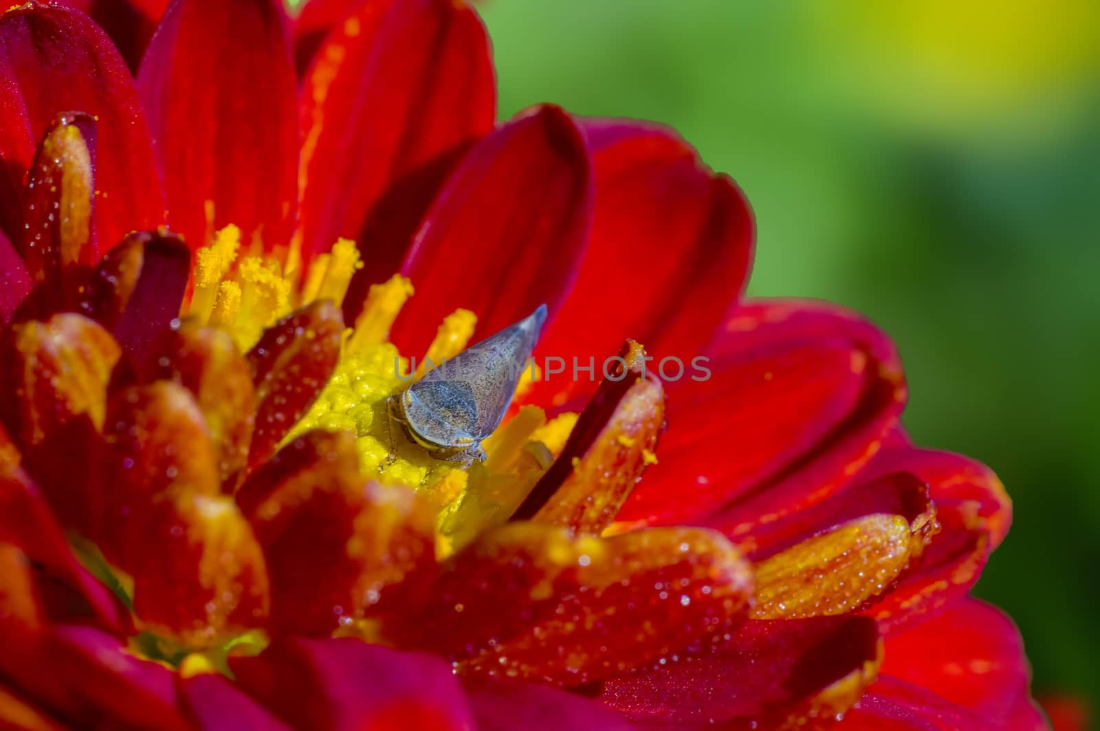 a soft flower blossom in a nature garden