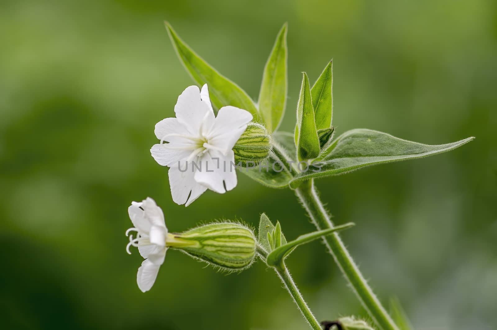 a soft flower blossom in a nature garden