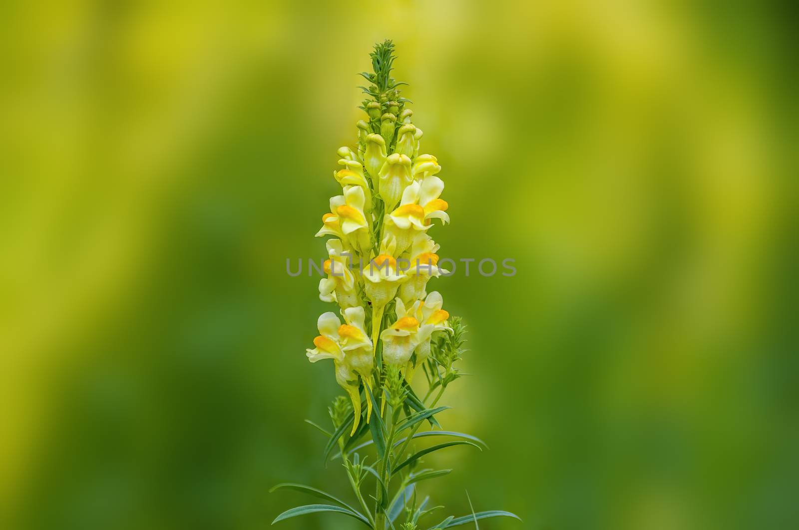 a soft flower blossom in a nature garden by mario_plechaty_photography