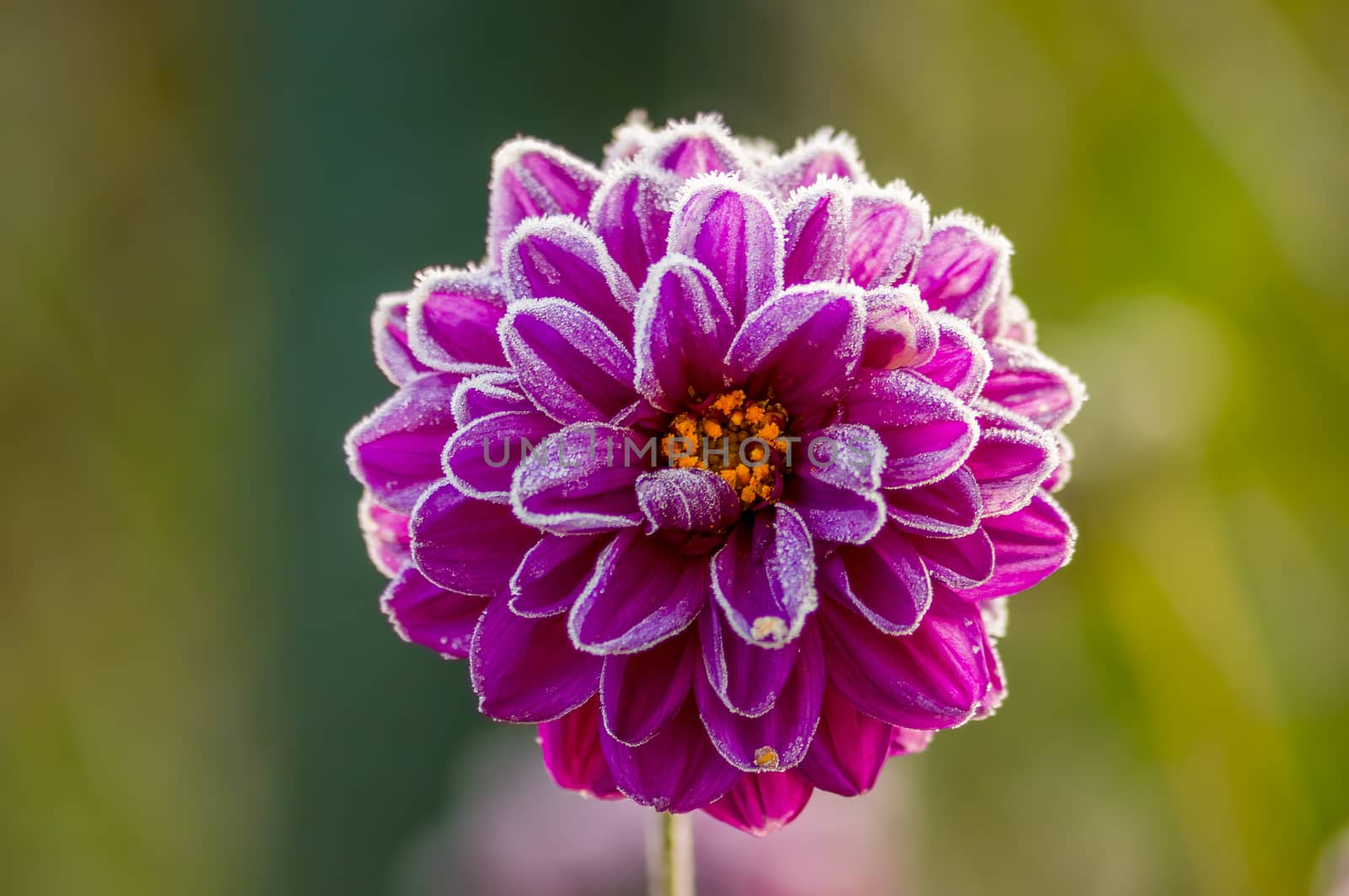 a soft flower blossom in a nature garden