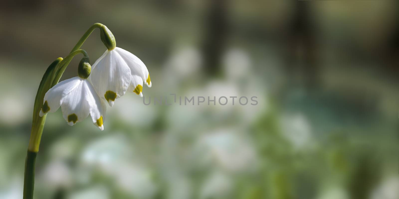 a soft flower blossom in a nature garden by mario_plechaty_photography