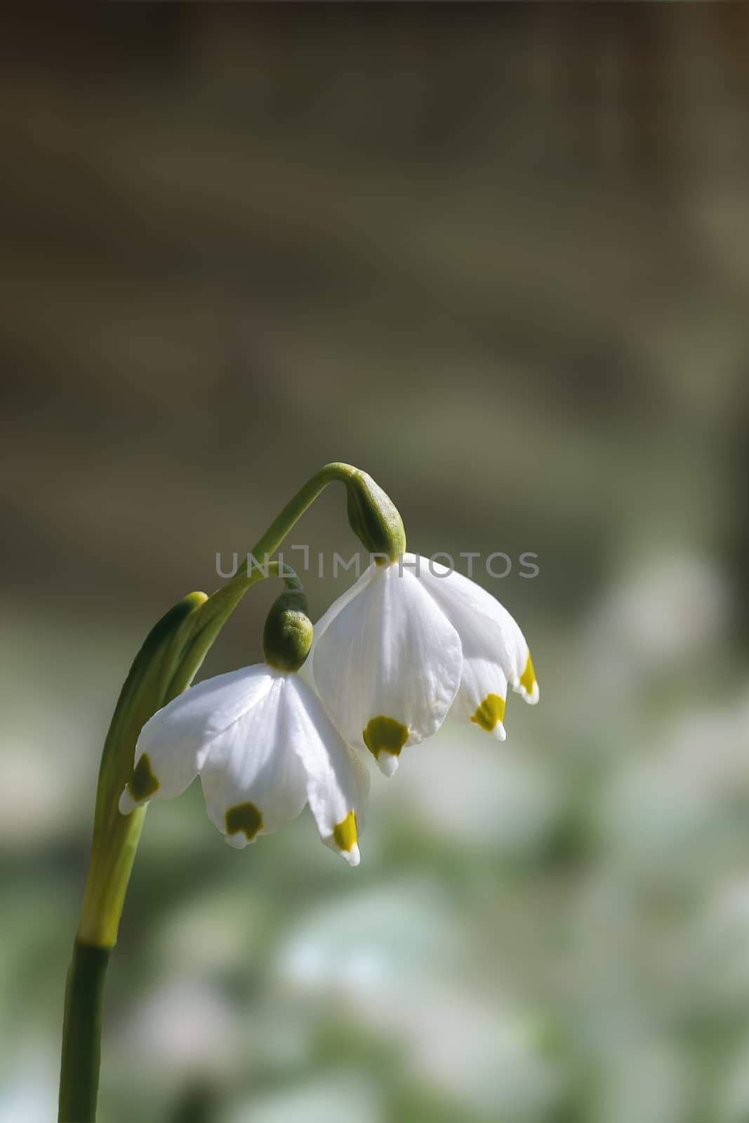 a soft flower blossom in a nature garden by mario_plechaty_photography